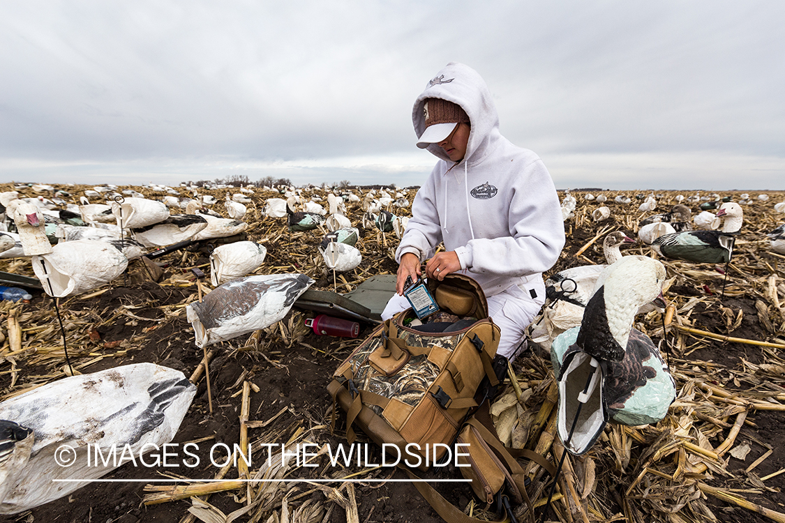 Hunter packing up after day of goose hunting.
