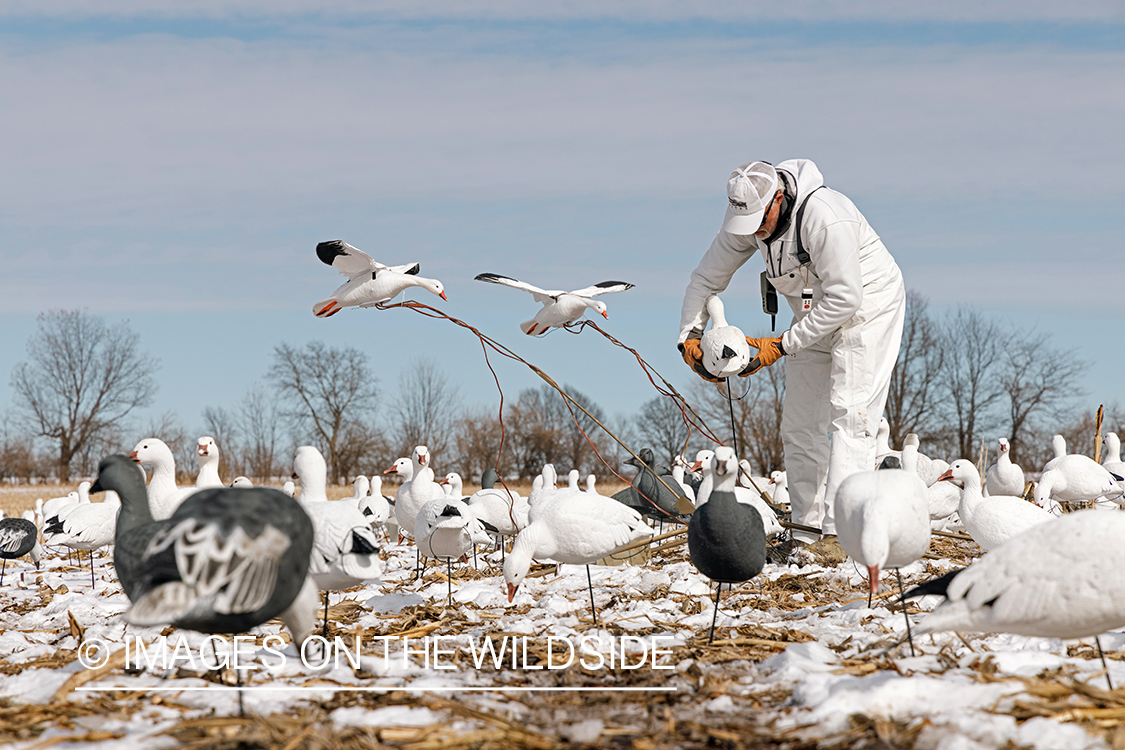 Hunters setting decoys.