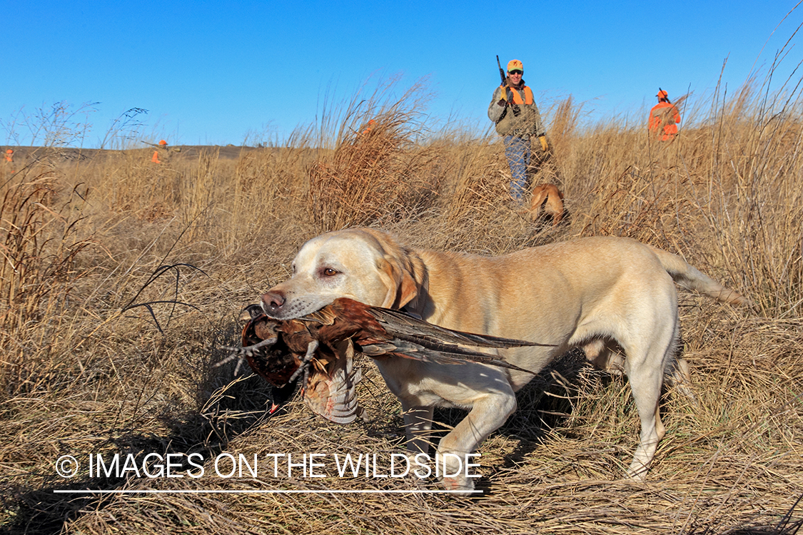 Hunting dog retrieving bagged pheasant.