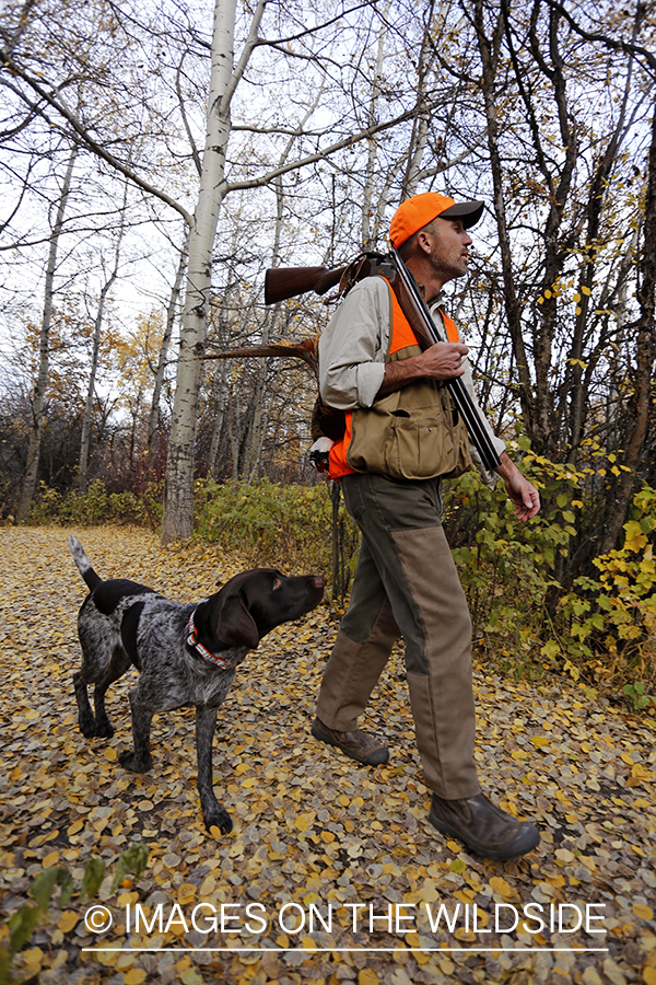 Pheasant hunter in field with Griffon Pointer.