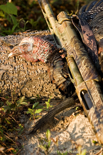 Eastern turkey bagged and lying on ground