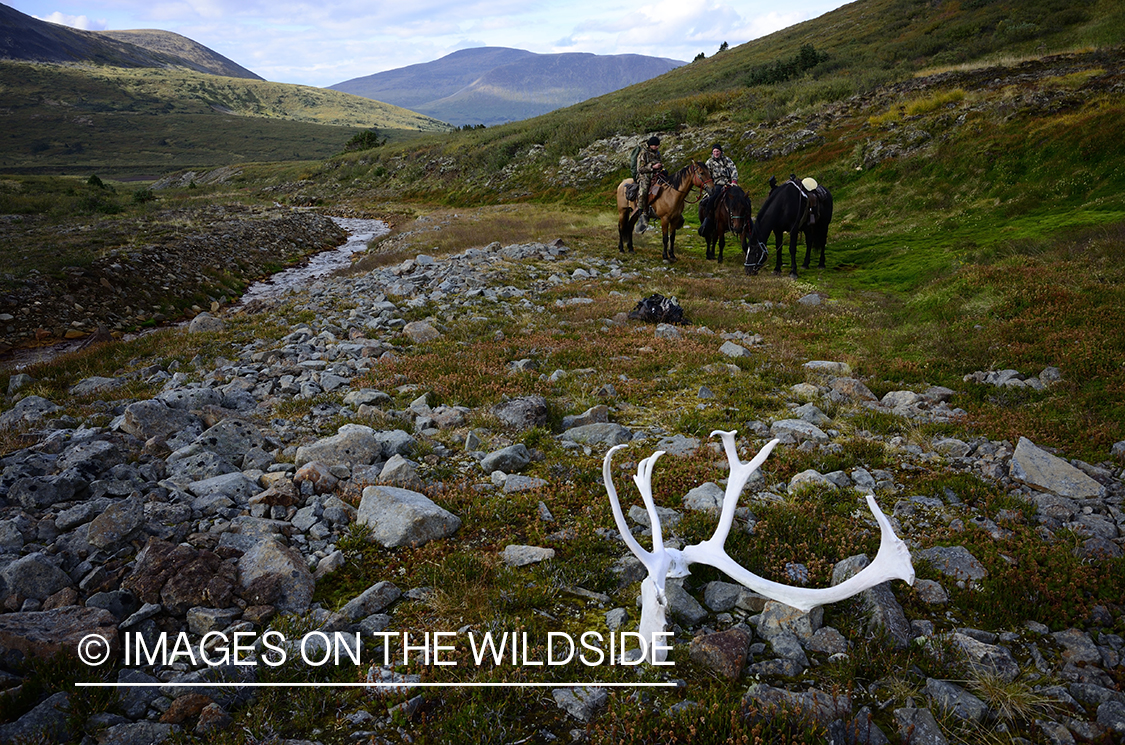 Stone sheep and Mountain goat hunting.