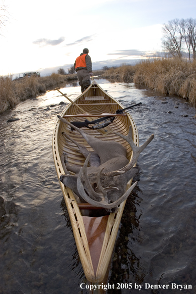 Big game hunter dragging canoe with bagged white-tail deer in bow