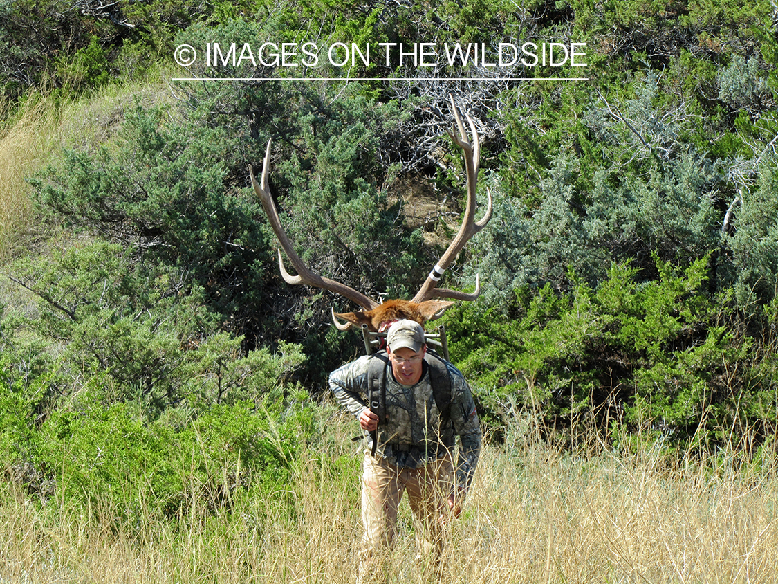 Hunter packing out elk head.