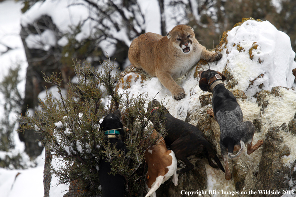 Hunting dogs cornering mountain lion. 