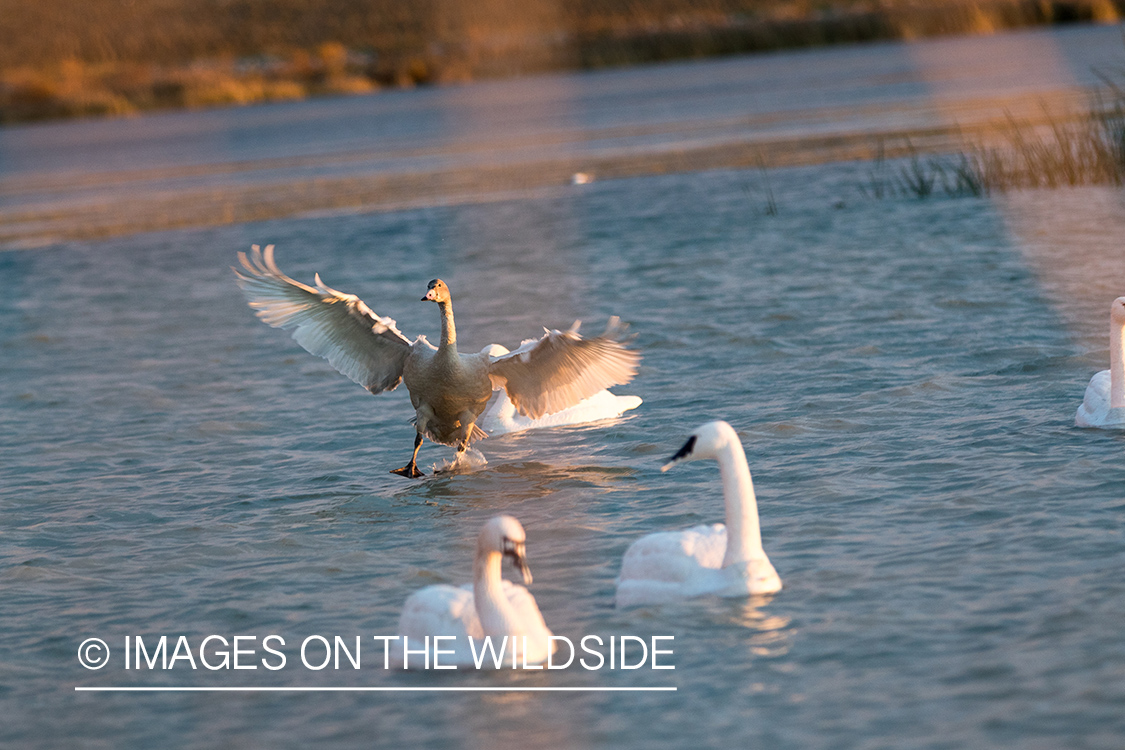 Tundra Swan landing on water.