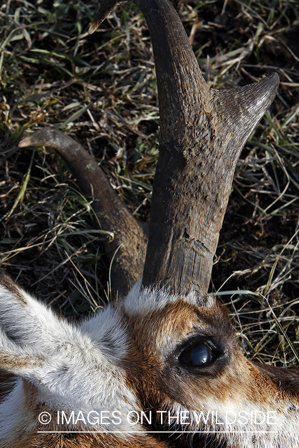 Close-up of downed pronghorn antelope buck.