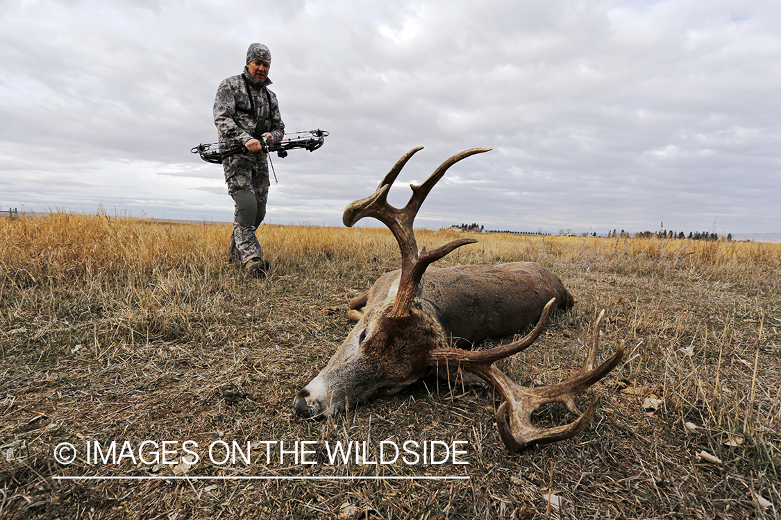 Bowhunter approaching downed white-tailed buck.