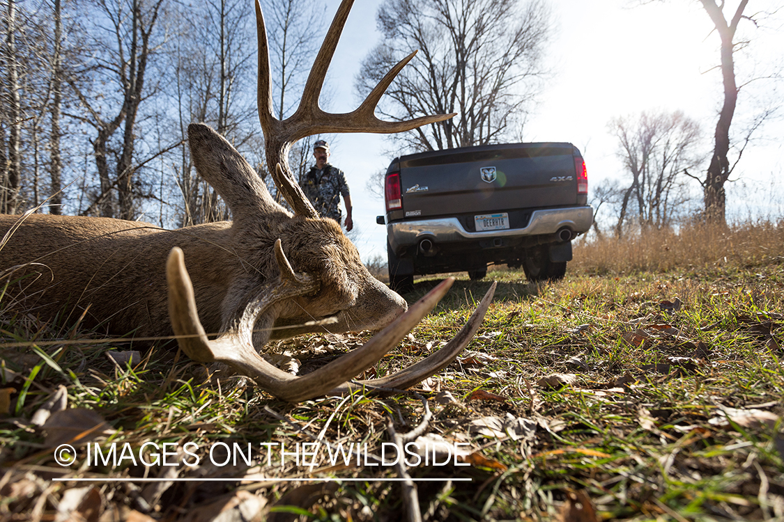 Bow hunter with truck backing up to downed white-tailed deer.