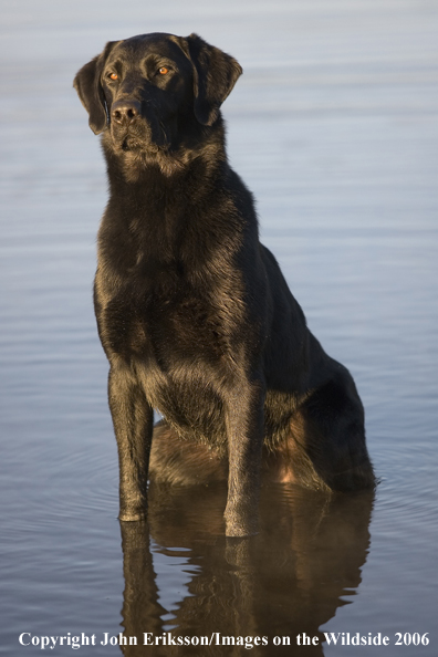 Black Labrador Retriever