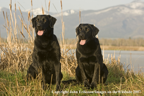 Black Labrador Retrievers