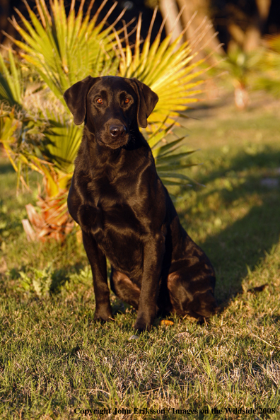 Black Labrador Retriever 