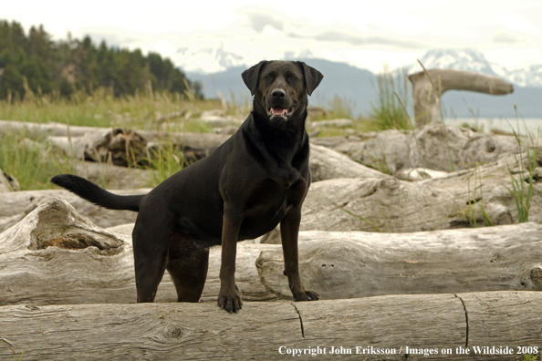 Black Labrador Retriever