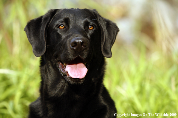 Black Labrador Retriever