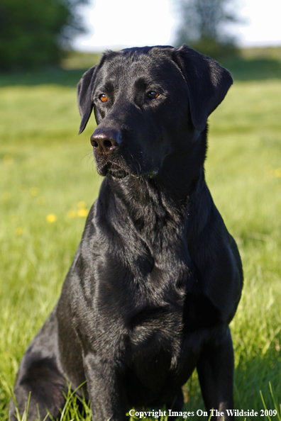 Black Labrador Retriever in field