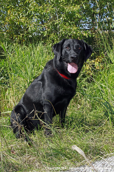 Black Labrador Retriever