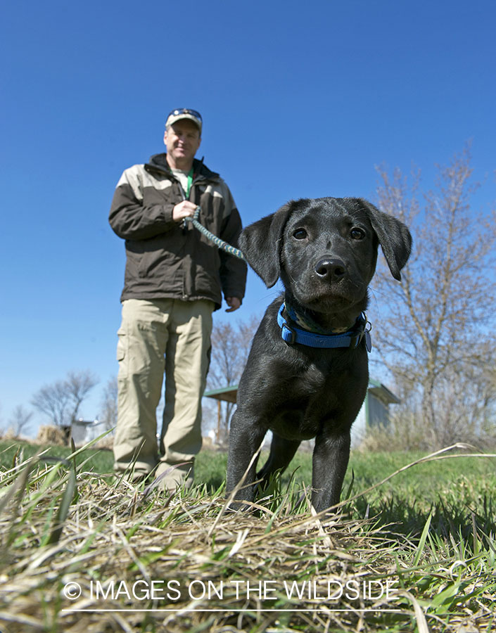 Training black labrador retriever puppy in field.