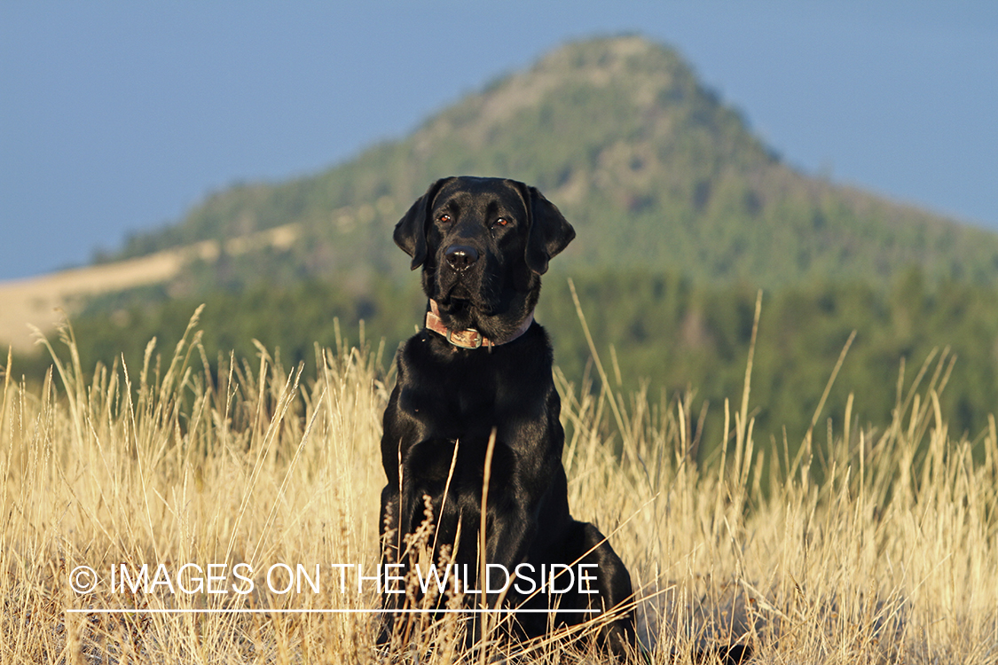 Black Labrador Retriever in field.