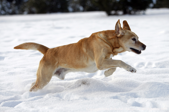 Yellow Labrador Retriever in field