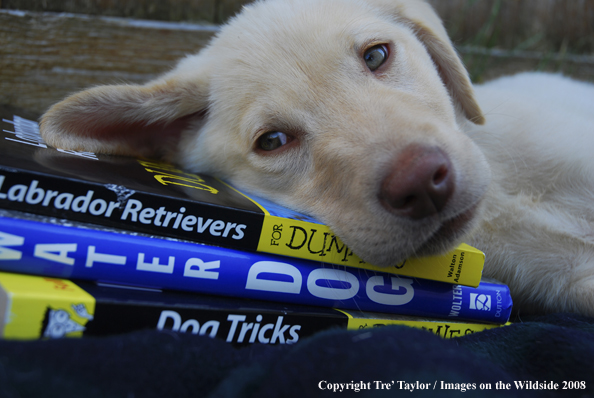 Yellow Labrador Puppy