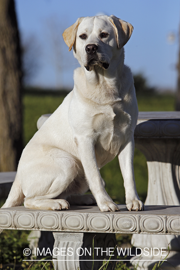 Yellow Labrador Retriever