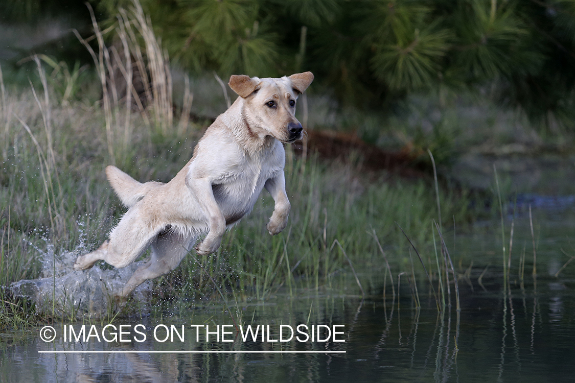 Yellow lab puppy jumping into water.