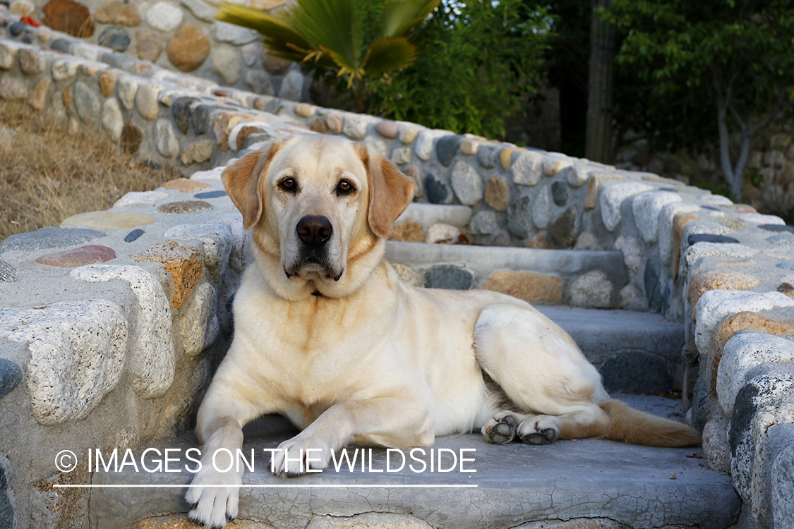 Yellow lab on cobble steps.