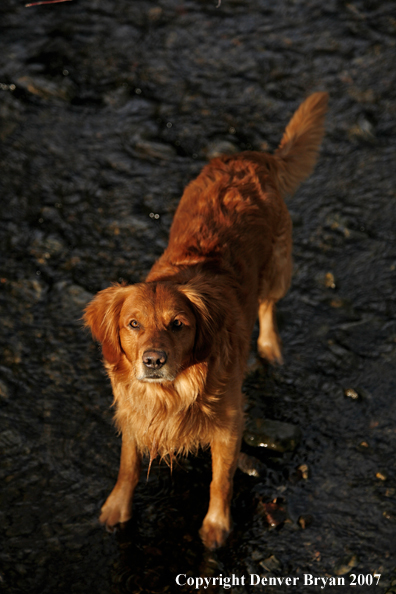 Golden Retriever in the water.