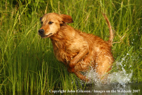 Golden Retriever 