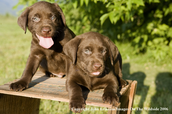 Chocolate Labrador Retriever puppies.