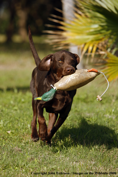 Chocolate Labrador Retrievers 