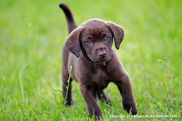 Chocolate Labrador Retriever Puppy