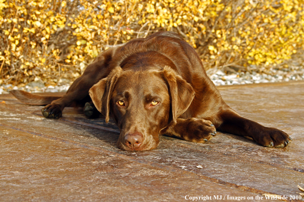 Chocolate Labrador Retriever