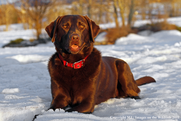 Chocolate Labrador Retriever lying in snow