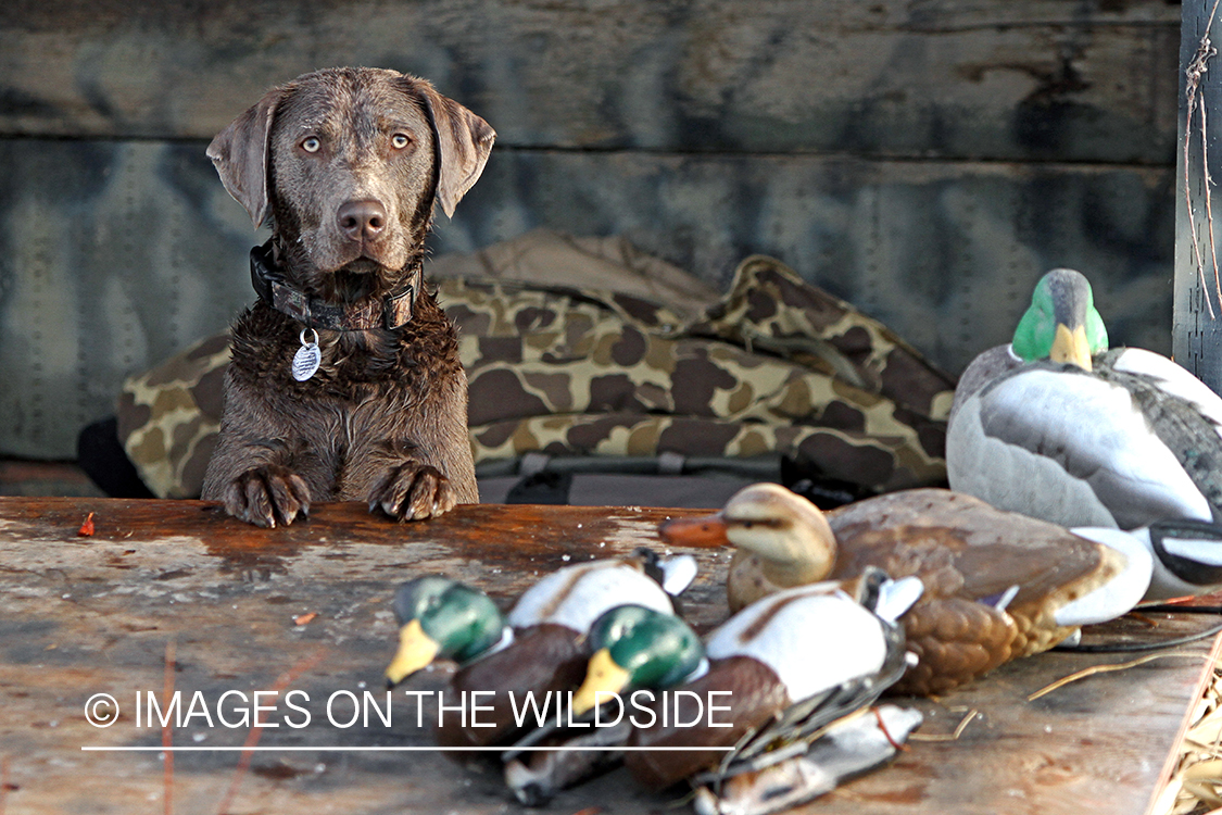 Chocolate (Silver) Labrador Retriever with duck decoys.