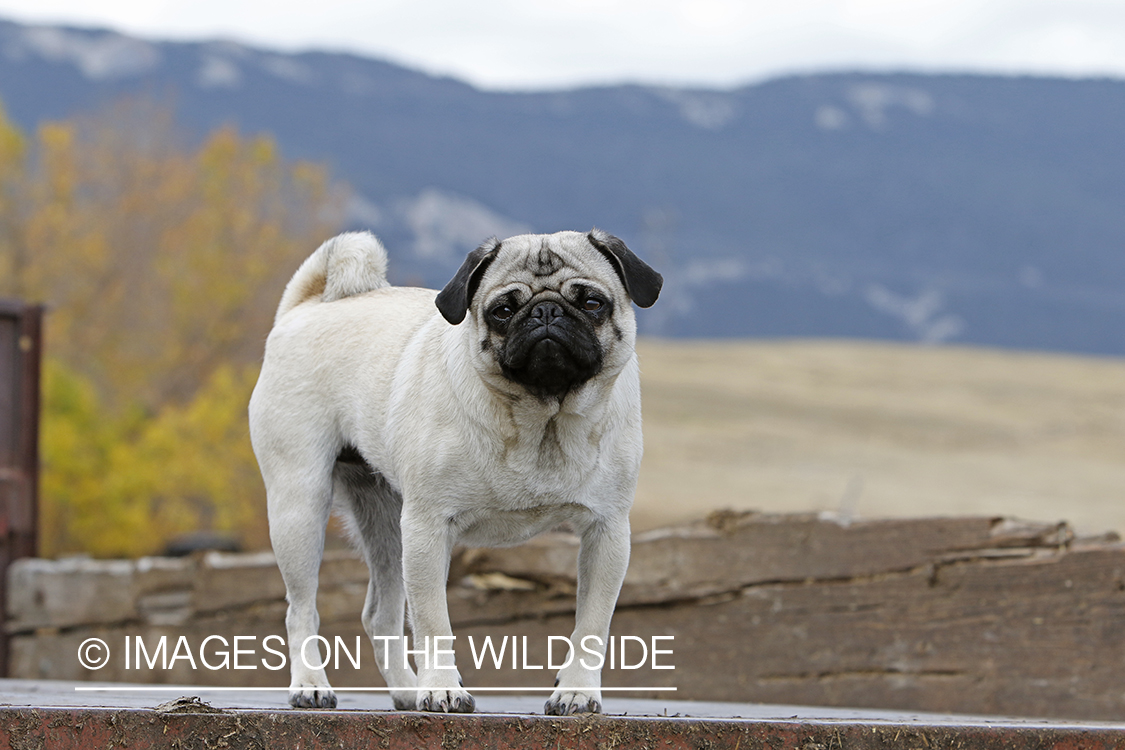 Pug on old International truck.