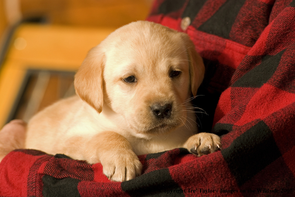 Labrador Puppy