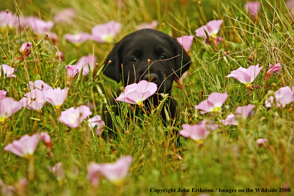 Black Labrador Retriever pup