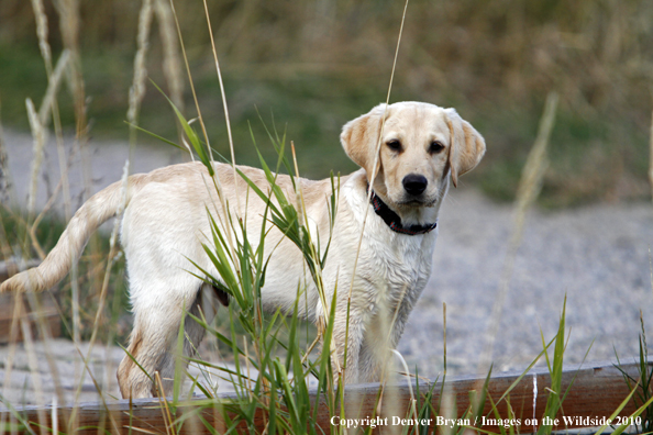 Yellow Labrador Retriever Puppy