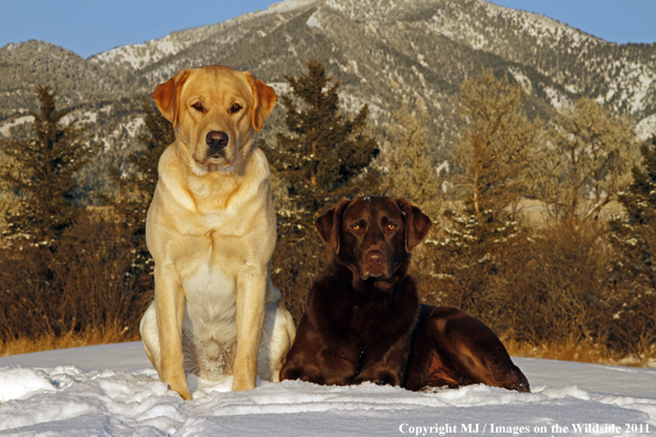 Yellow and Chocolate Labrador Retrievers in snow.