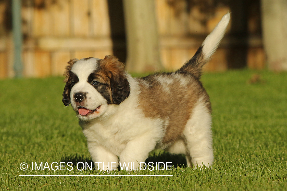 St. Bernard puppy. 