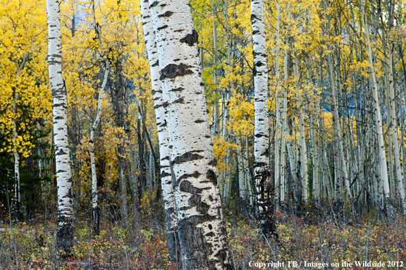 Aspen trees in fall.