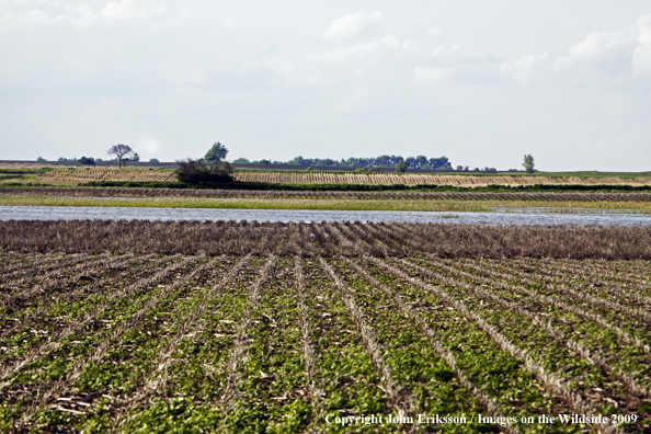 Wetlands near crop fields