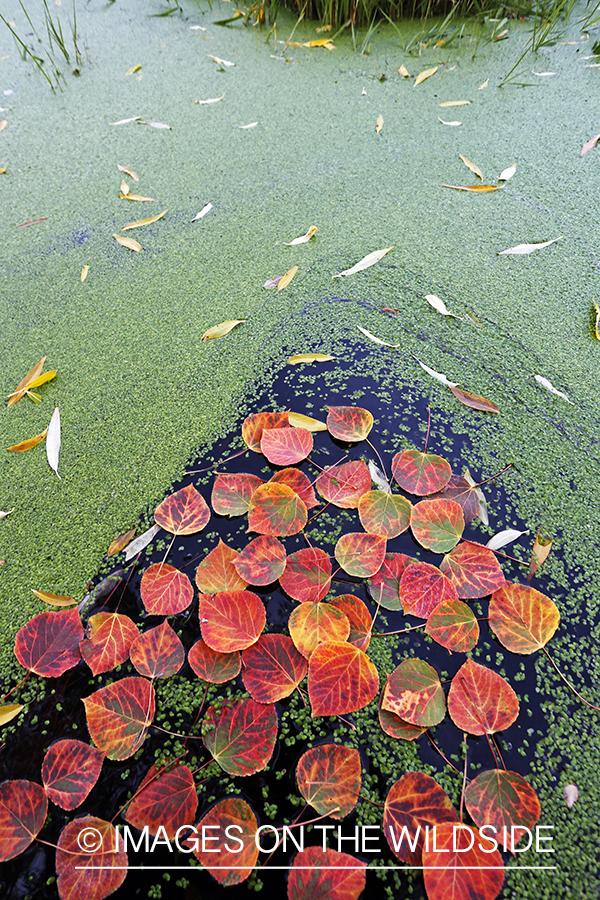 Aspen leaves and duckweed on pond.