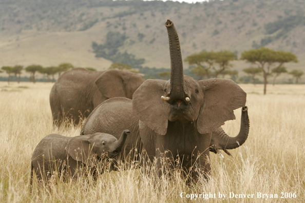 African Elephants