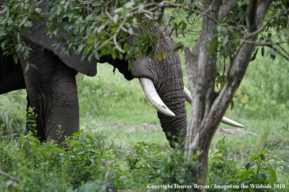 African Bull Elephant 