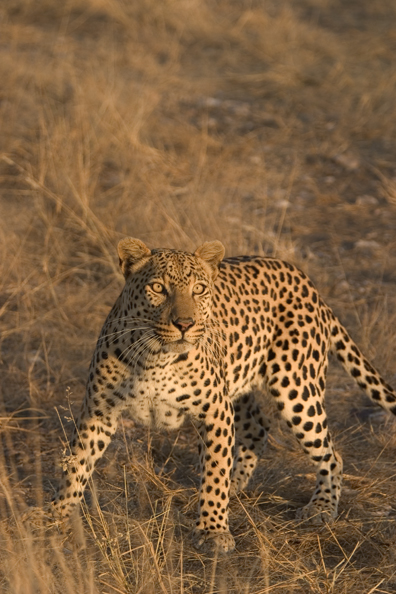 Leopard in habitat. Africa