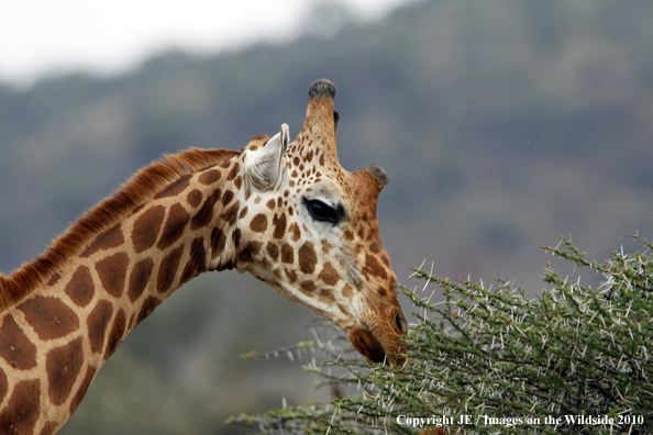 Reticulated Giraffe 