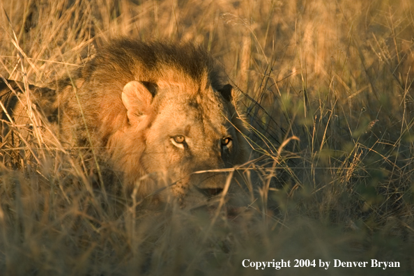 Male African lion in habitat. Africa