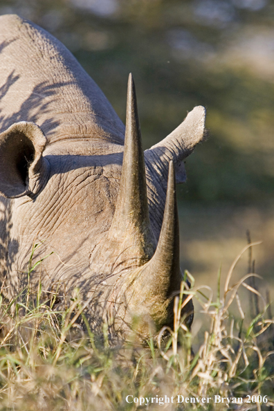 Black rhino in Africa.